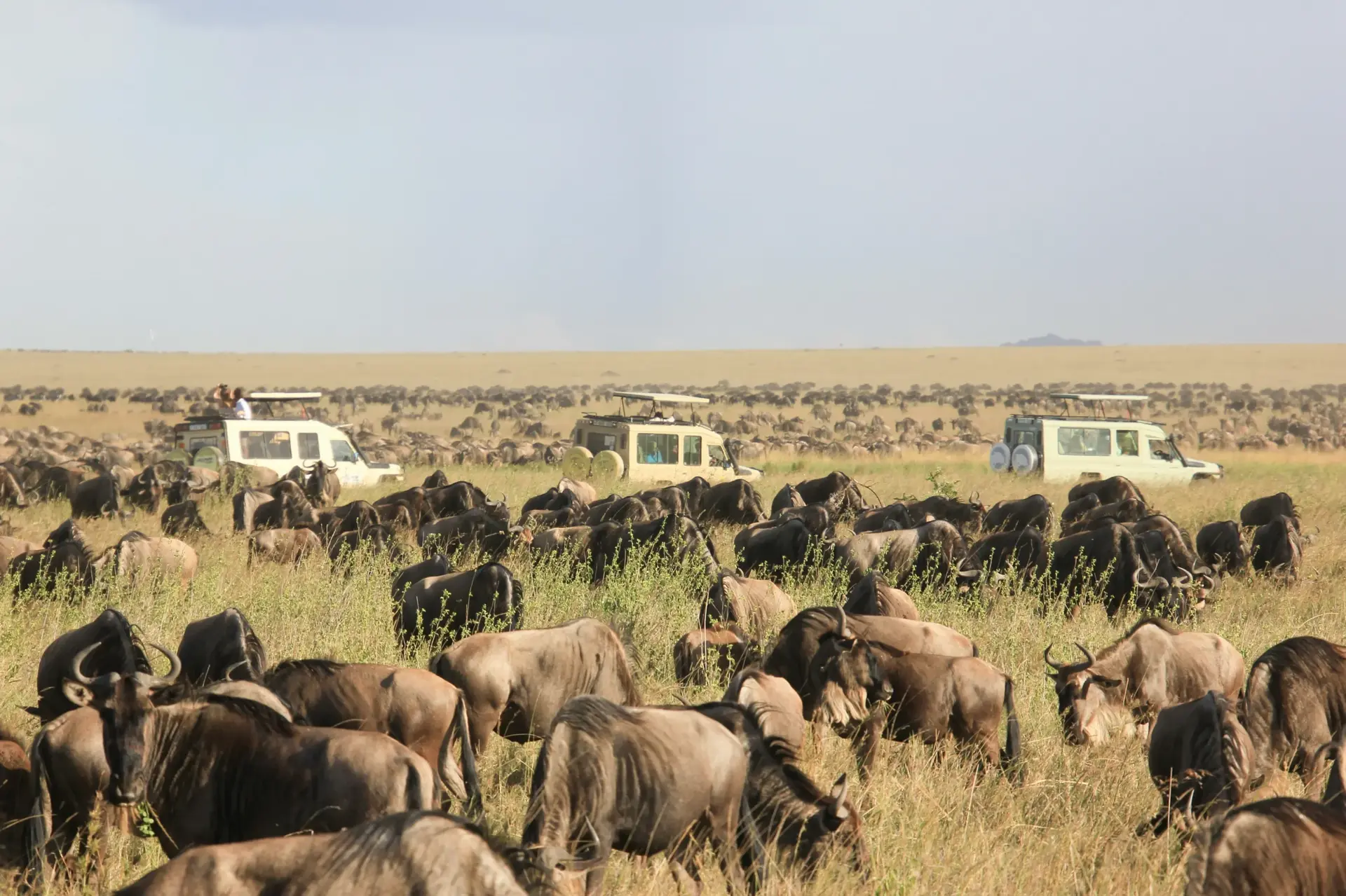 Dawn on the Serengeti plains