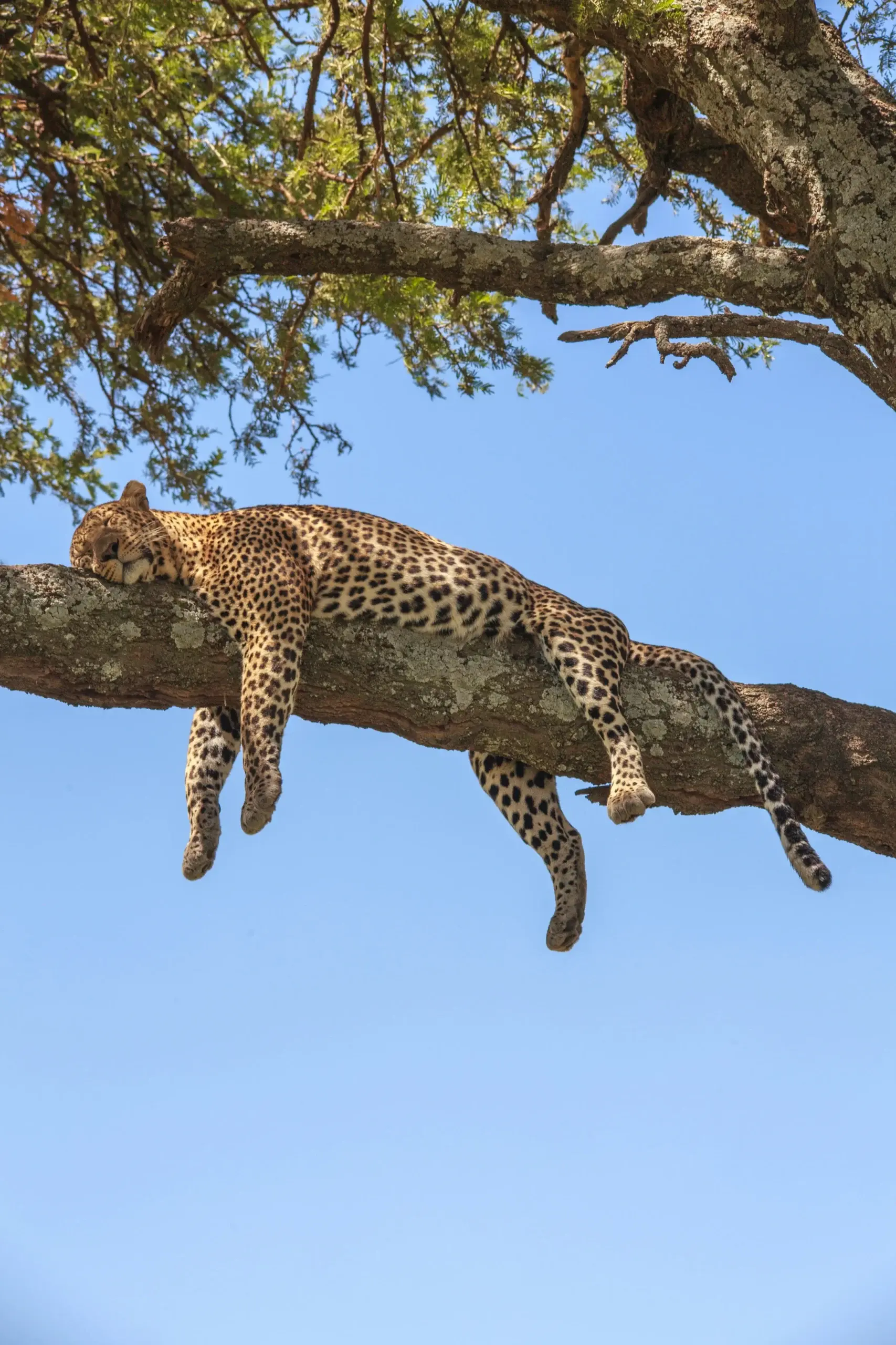 The Serengeti plains