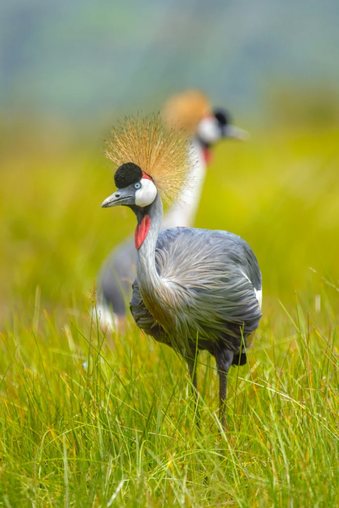 Uganda