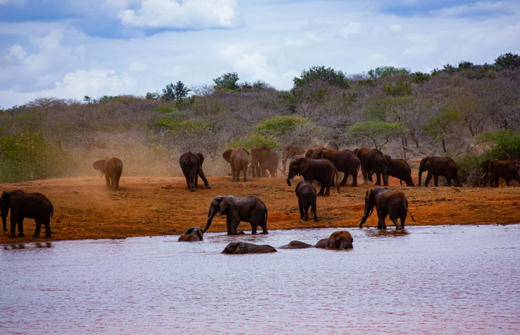 Big Five Safaris