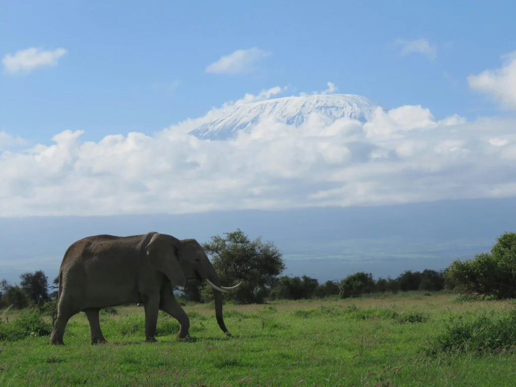 What to expect on a Big Five Safaris