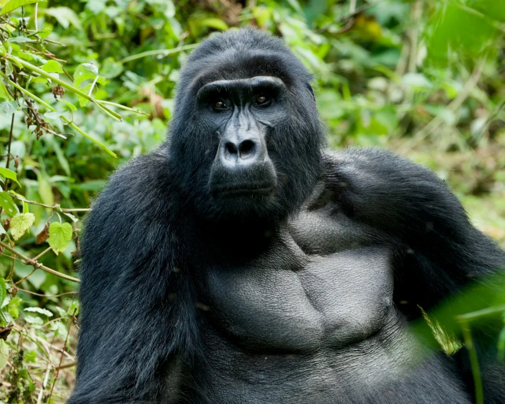 What to expect on a Gorilla Trekking