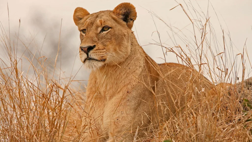 7-Day Amboseli, Meru & Masai Mara Fly In Safari