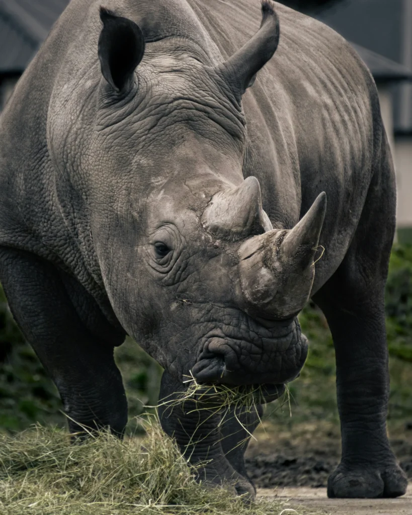 Solio Game Reserve