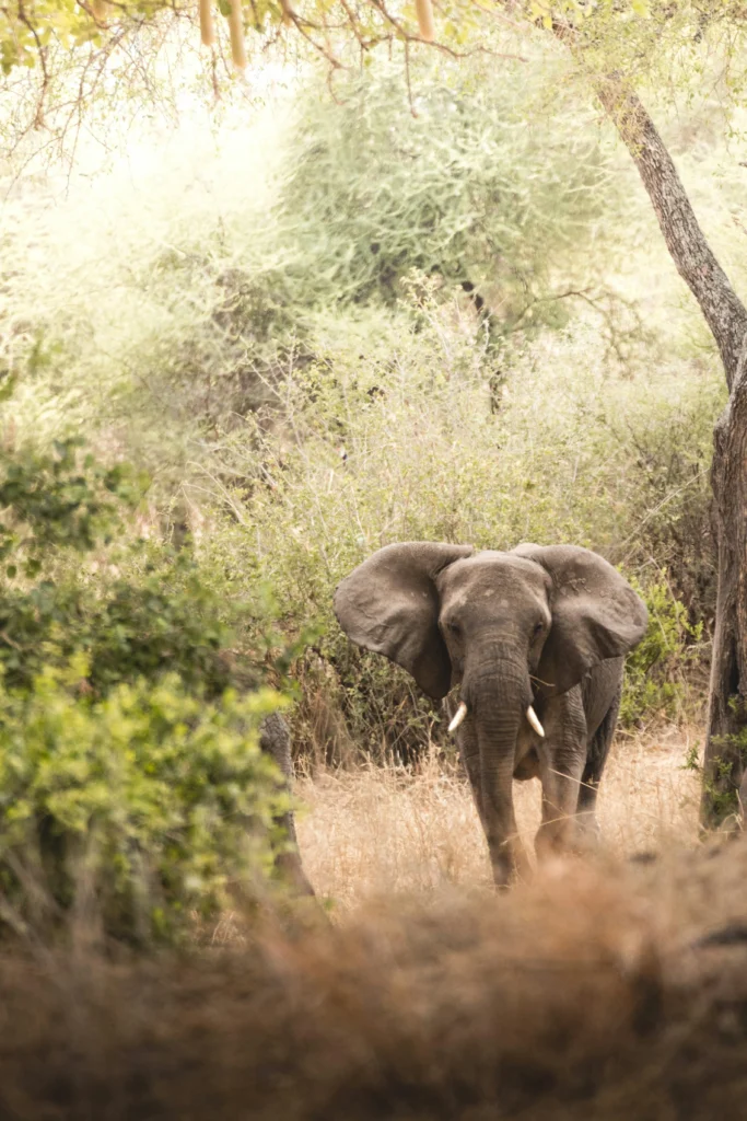 Lake Manyara National Park