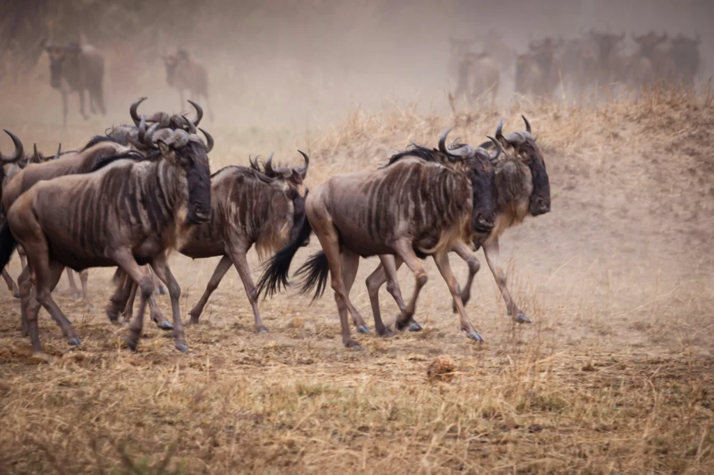 4 Day Serengeti and Ngorongoro Safari