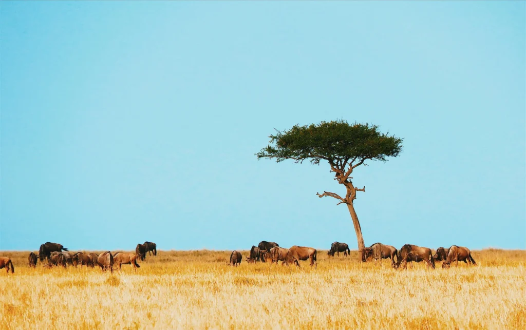 5-Day Lake Manyara, Serengeti, and Ngorongoro Migration Safari