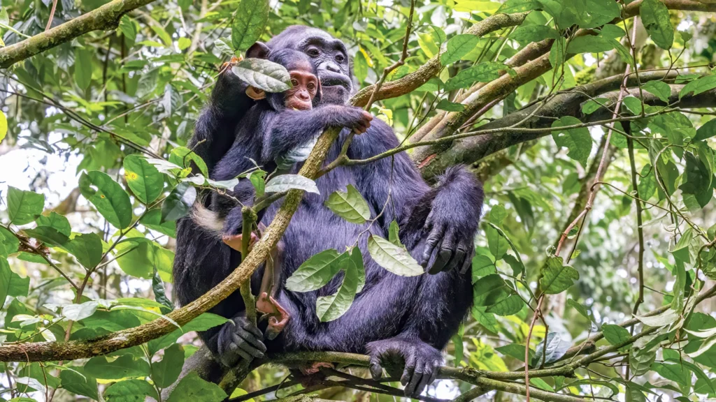 7-Day Uganda Big Four Chimpanzee and Gorilla Trekking Safari