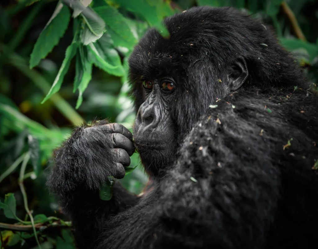 4-Day Rwanda Gorilla Trekking Safari