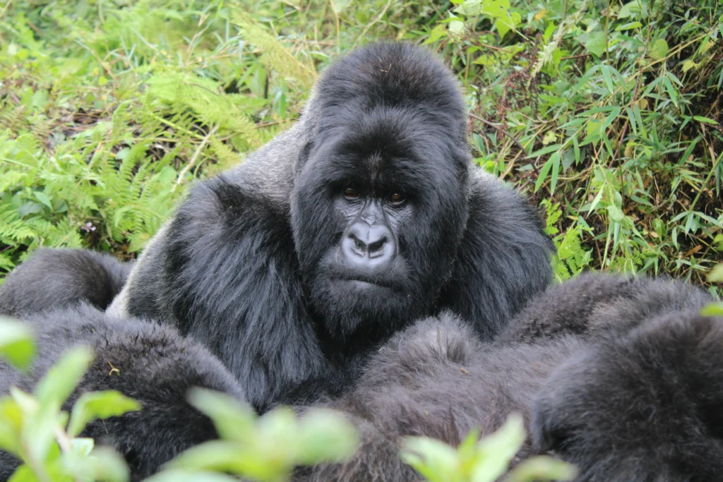 9-Day Uganda Big Five Gorilla & Chimpanzee Trekking Safari