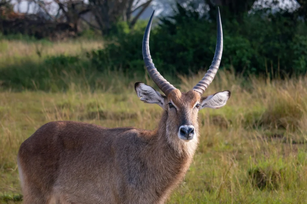 6-Day Queen Elizabeth & Bwindi Impenetrable National Park Safari