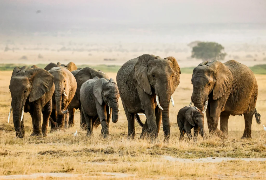 4-Day Tsavo West, Amboseli & Tsavo East Circuit Safari
