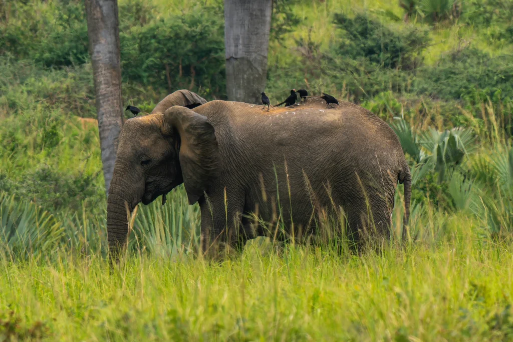 4-Day Murchison Falls Big Five Wildlife Safari