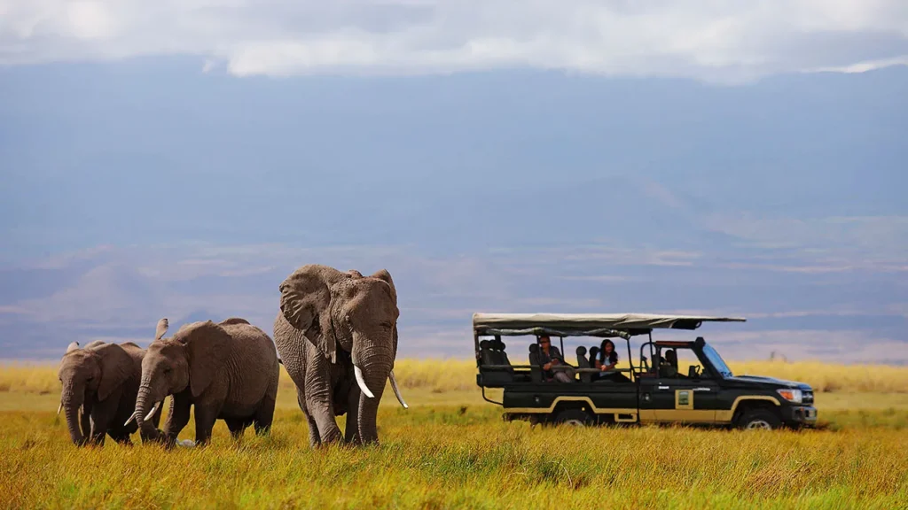 Elephants and a safari vehicle on open grassland