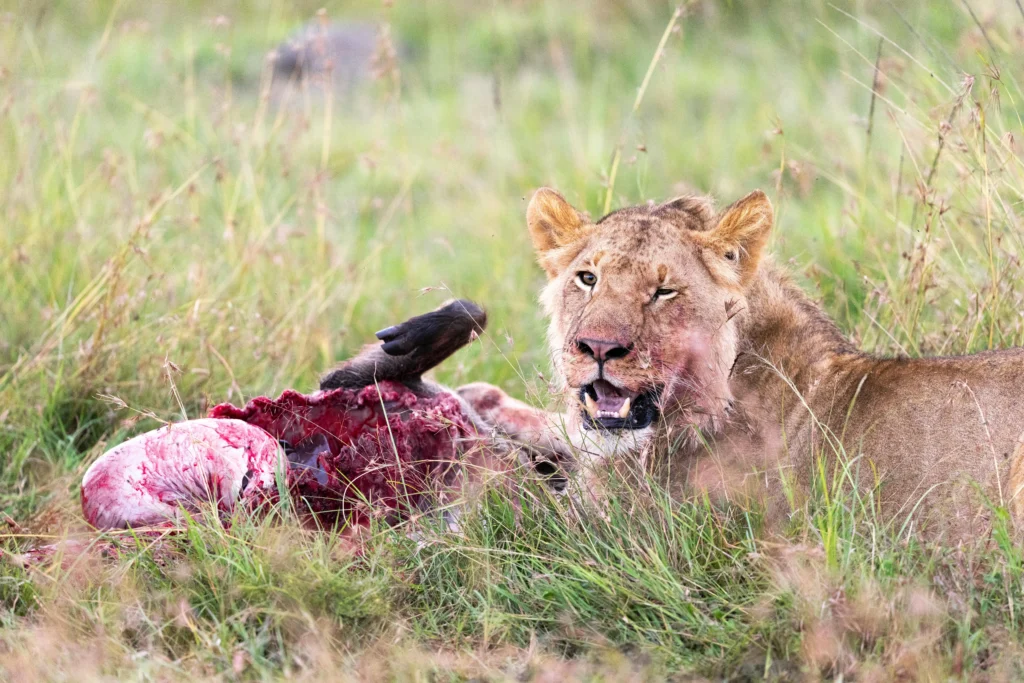 7 Day Amboseli & Masai Mara Fly In Safari