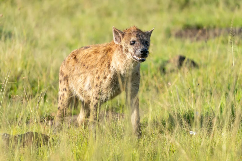 7-Day Samburu, Laikipia & Masai Mara Photographers Fly In Safari