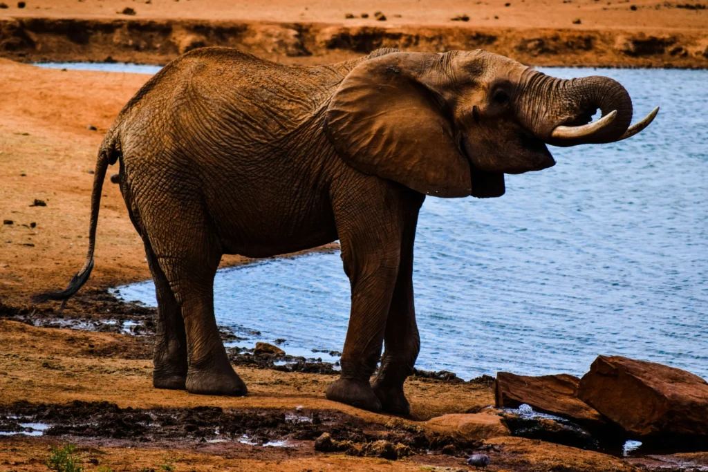 2-Day Tsavo West Safari Experience