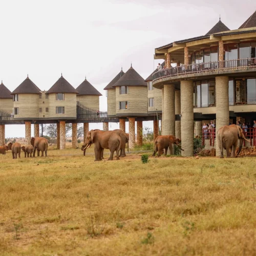 Salt Lick Safari Lodge, Taita Hills Wildlife Sanctuary