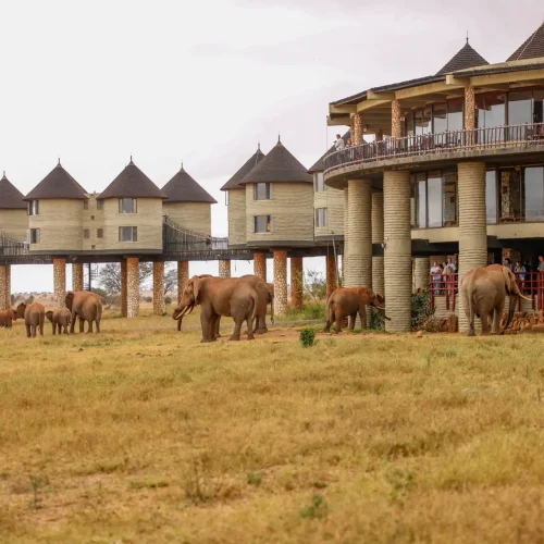Salt Lick Safari Lodge, Taita Hills Wildlife Sanctuary