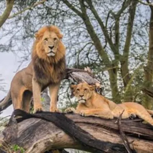 2-Day Nakuru Flamingo Safari Deal