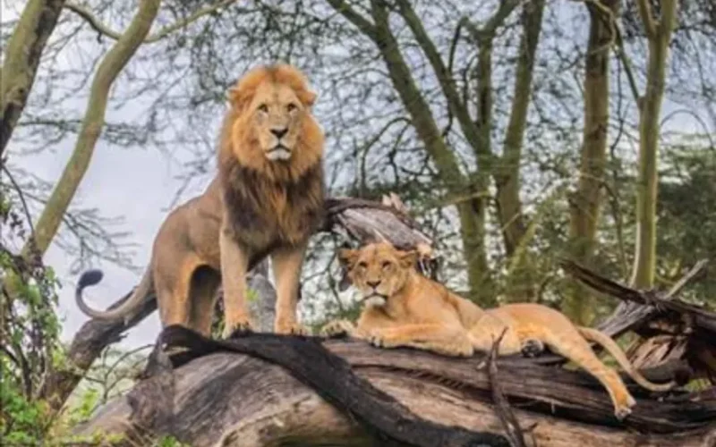 2-Day Nakuru Flamingo Safari Deal