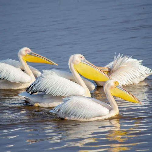 3-Day Lake Nakuru Friends Fun Getaway
