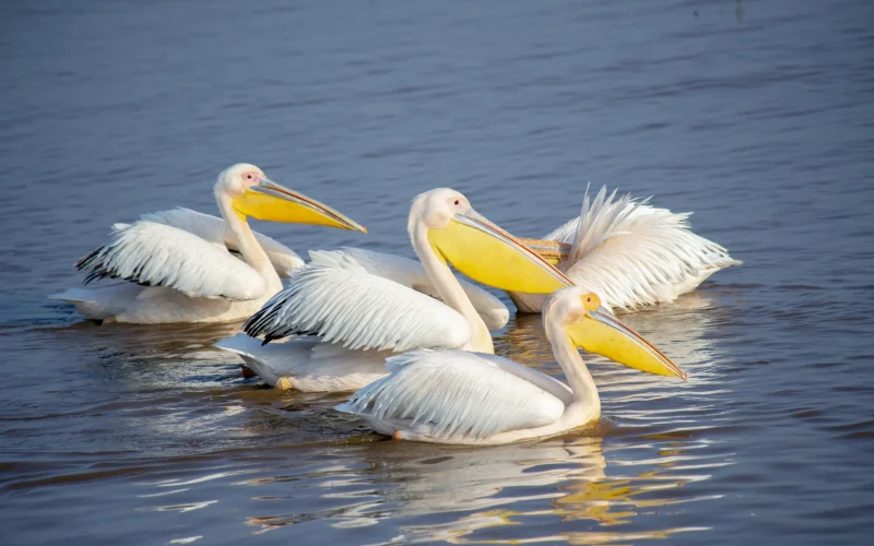 3-Day Lake Nakuru Friends Fun Getaway