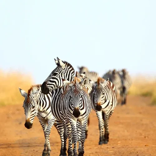 3-Day Masai Mara Joining Safari