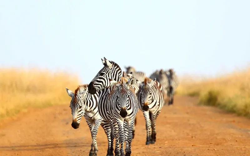 3-Day Masai Mara Joining Safari