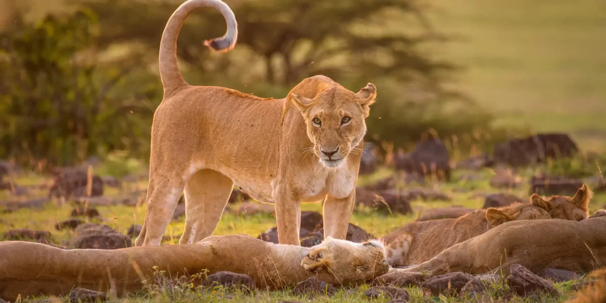 tour companies in Kenya