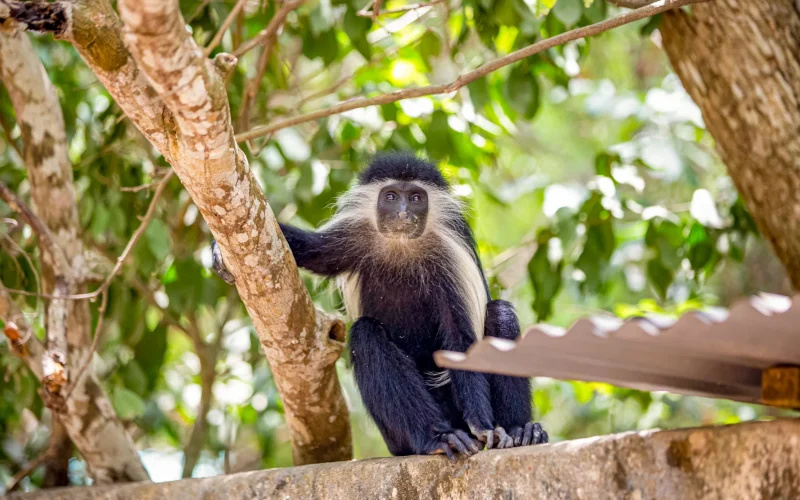 Colobus (1)