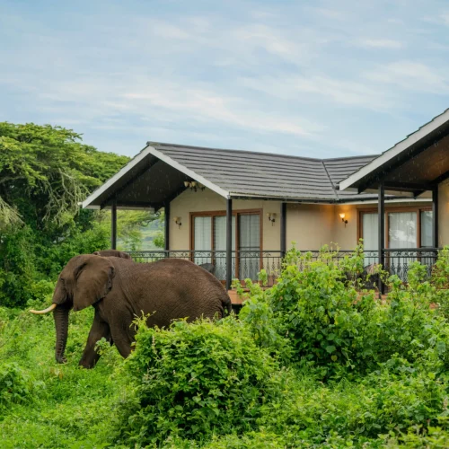 Ngorongoro Lion's Paw