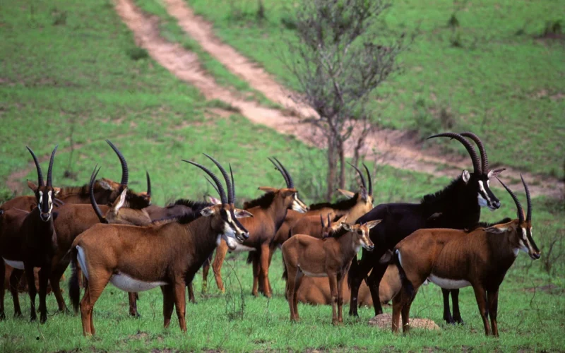 Full-Day Shimba Hills National Reserve Trip