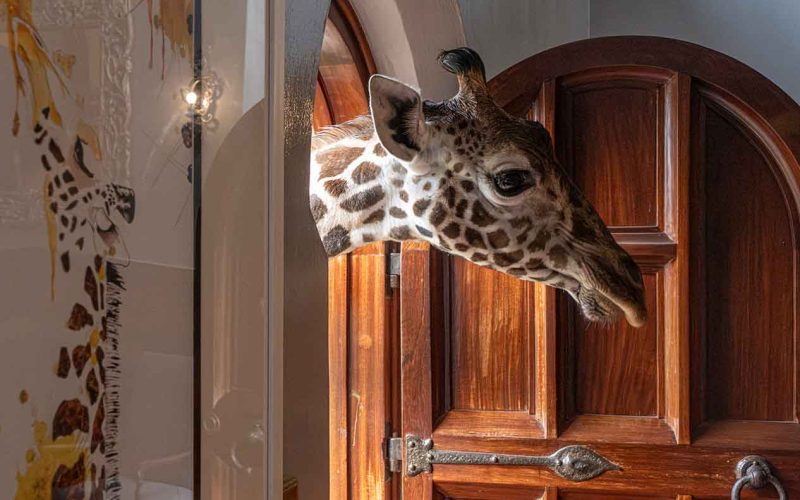 4 Day Nairobi Giraffe Manor and Masai Mara Fly Inn Taster