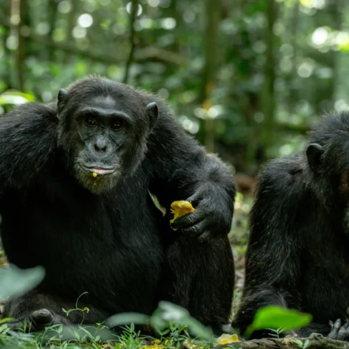 4-Day Uganda Chimpanzee Trekking Primate Safari