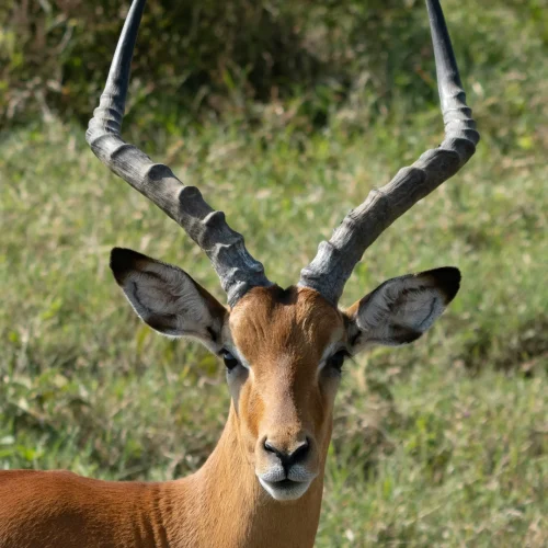 Lake Nakuru National Park