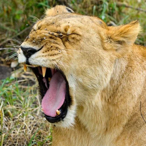 Masai Mara National Reserve