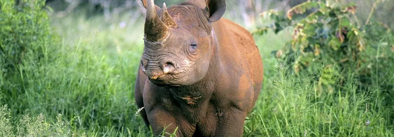 Meru-National-Park (1)