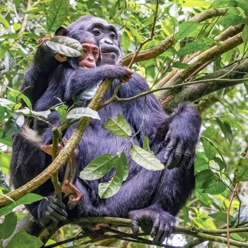 7-Day Uganda Big Four Chimpanzee and Gorilla Trekking Safari