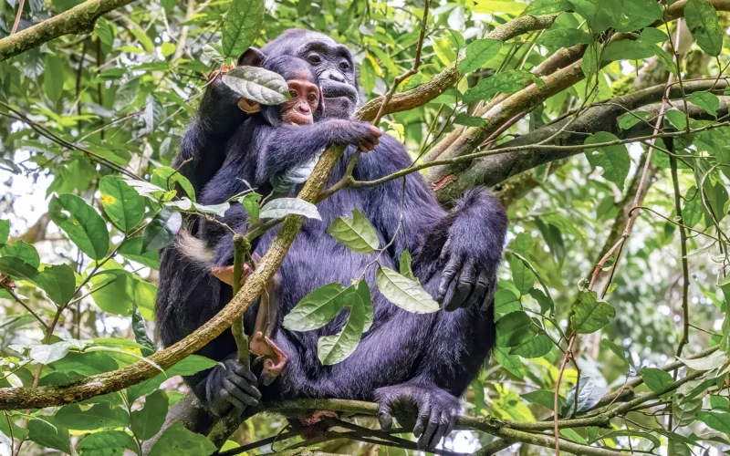 7-Day Uganda Big Four Chimpanzee and Gorilla Trekking Safari