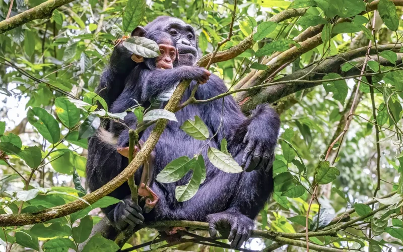7-Day Uganda Big Four Chimpanzee and Gorilla Trekking Safari