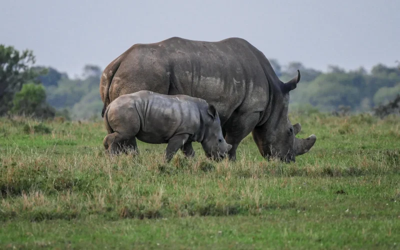 Rhino (1)