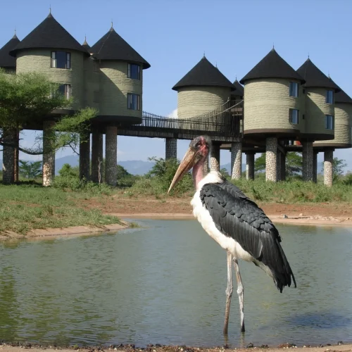 3-Day Tsavo Safari and Coastal Escape