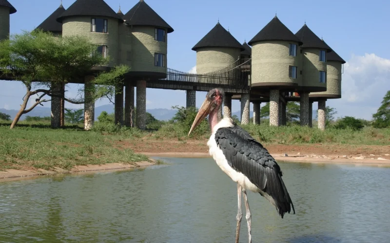 3-Day Tsavo Safari and Coastal Escape