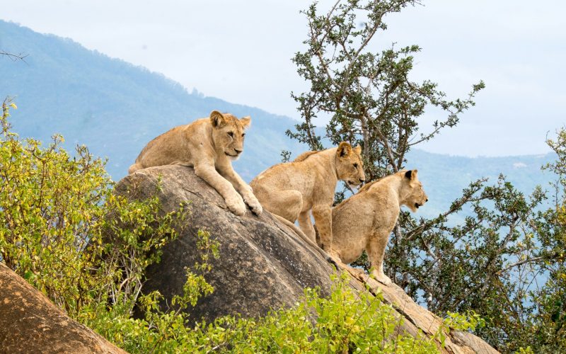 5 Day Finch Hattons, Tsavo East, and Mara Conservancies Ultra Fly Inn Safari