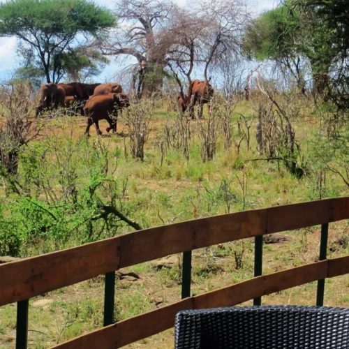 6-Day Tarangire, Serengeti and Ngorongoro Safari