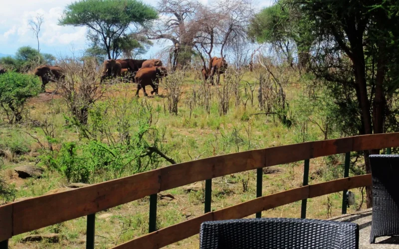 6-Day Tarangire, Serengeti and Ngorongoro Safari