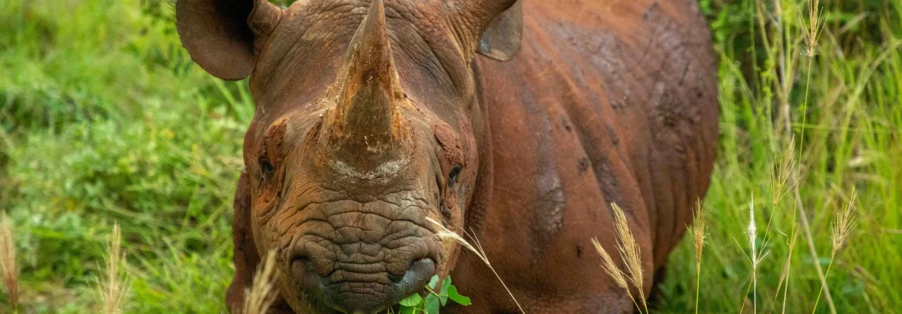 borana conservancy
