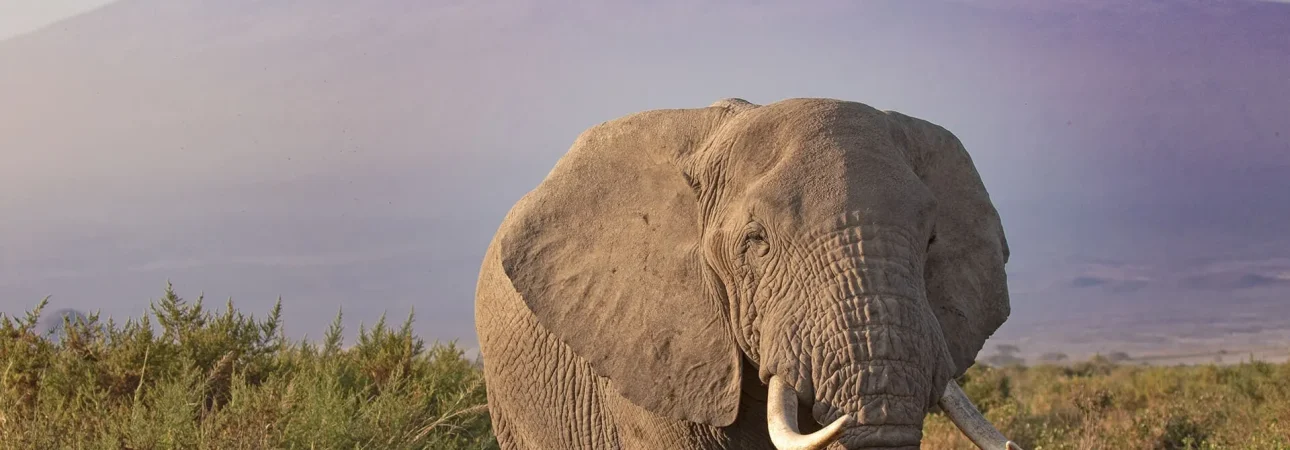 chyulu
