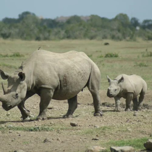 Ol Pejeta Conservancy